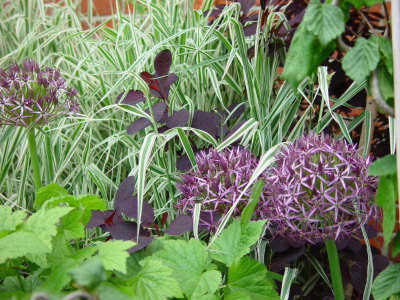 Purple allium christophii in a backdrop of mostly green foliage in Paula and Simon's Japanese themed garden