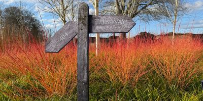 Bright red cornus, Silver birch and blue sky at Wakehurst Winter Garden with a signpost - left arm is broken and says 404 and the right arm says This Way! over here now 301
