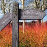 Bright red cornus, Silver birch and blue sky at Wakehurst Winter Garden with a signpost - left arm is broken and says 404 and the right arm says This Way! over here now 301