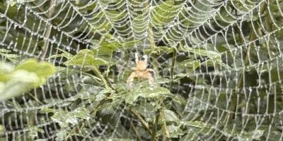 Spiders web covered in dew with a ginger red spider in the middle